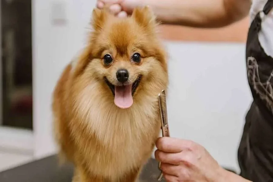 Pomeranian